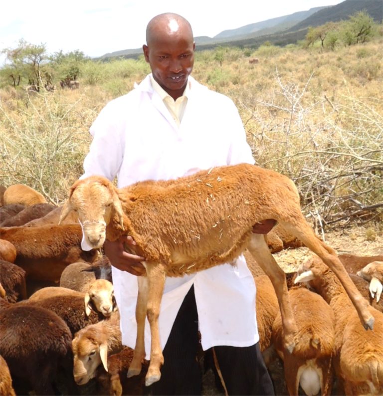 Kenya Accelerated Value Chain Development (Livestock Component)