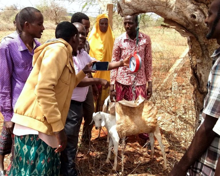 Strengthening Resilience of Agro-pastoralist and Pastoralists in Kajiado and Narok Counties, Kenya